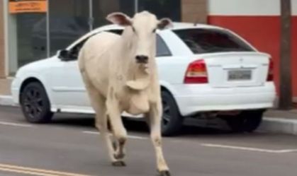 "Veio para cima": boi foge a caminho do abate e assusta moradores no PR
