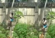 PB: Colocaremos cerca elétrica em recinto de leoa, diz chefe de zoológico