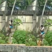 PB: Colocaremos cerca elétrica em recinto de leoa, diz chefe de zoológico