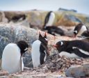 Fome mata 62 mil pinguins-africanos e põe espécie à beira da extinção