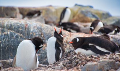 Fome mata 62 mil pinguins-africanos e põe espécie à beira da extinção