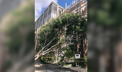 Ciclone atinge São Paulo e causa grandes estragos no estado; confira