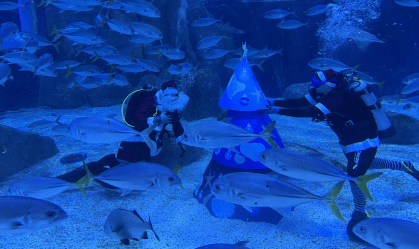 Papai Noel mergulha com tubarões em apresentação de Natal no AquaRio