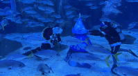 Papai Noel mergulha com tubarões em apresentação de Natal no AquaRio