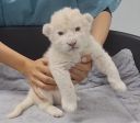 Vídeo: Filhotes de leão branco são apresentados em zoológico na Venezuela