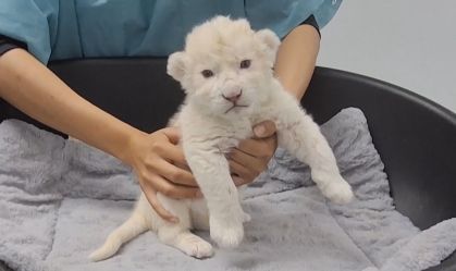 Vídeo: Filhotes de leão branco são apresentados em zoológico na Venezuela