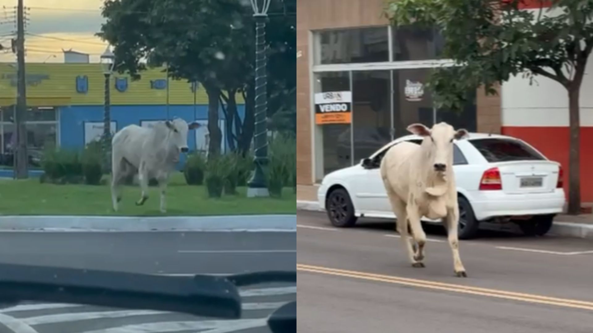 VÍDEO: boi a caminho de frigorífico pula de picape, corre pelas ruas de cidade do Paraná e causa estragos
