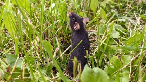 rato-passeando-na-grama