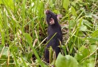 Estudo: vida fora da gaiola "reinicia" o cérebro de ratos de laboratório