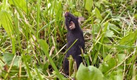 Doença transmitida por ratos: Justiça de MG ordena indenização após morte