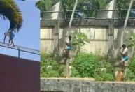 IML divulga causa da morte de jovem atacado por leoa em zoológico; veja