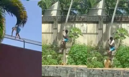 Entenda o caso: homem morreu após entrar em jaula de leoa na PB