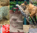 Zoológico de São Paulo e Simba Safari promovem Natal especial para animais