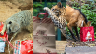 Zoológico de São Paulo e Simba Safari promovem Natal especial para animais