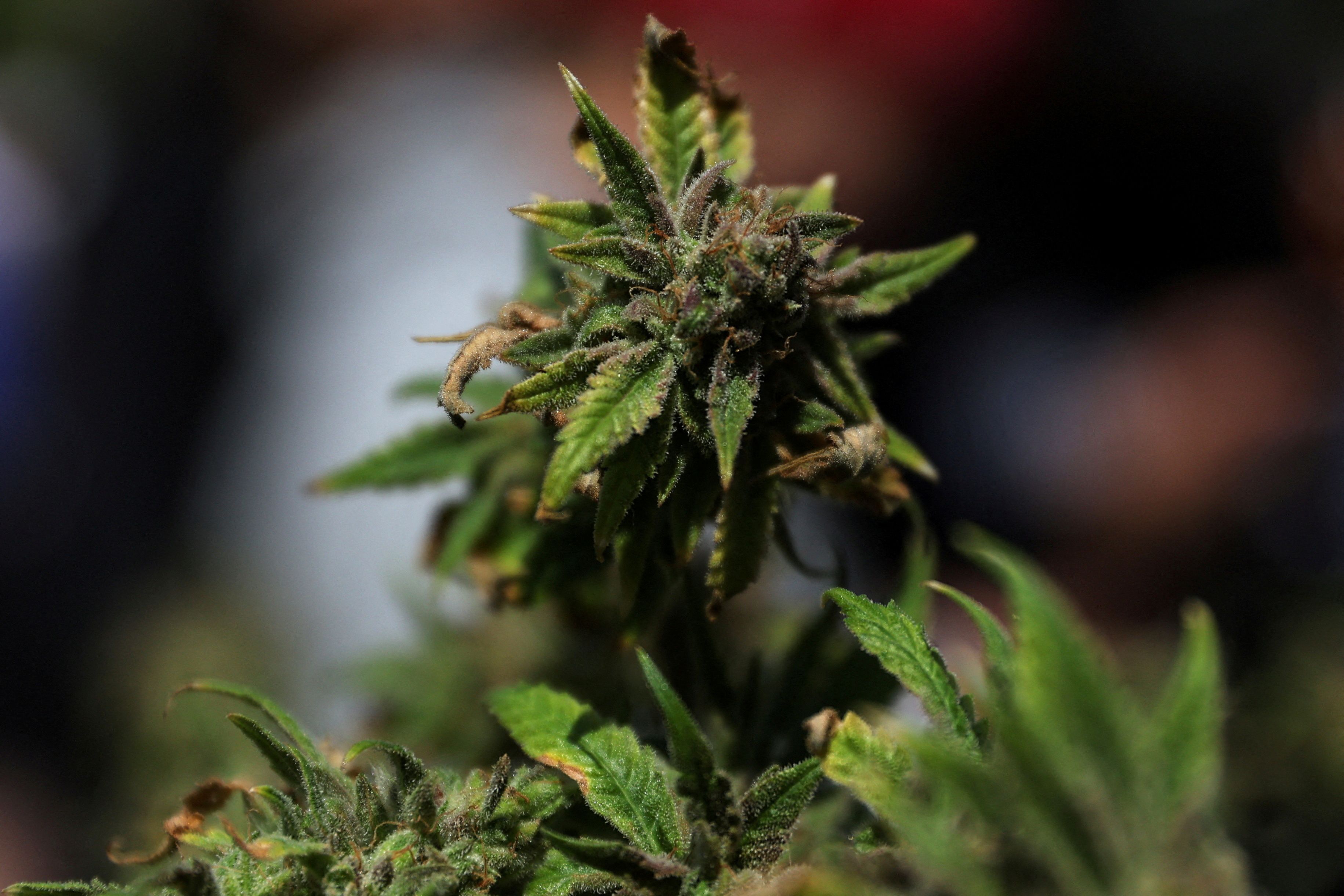 Planta de maconha