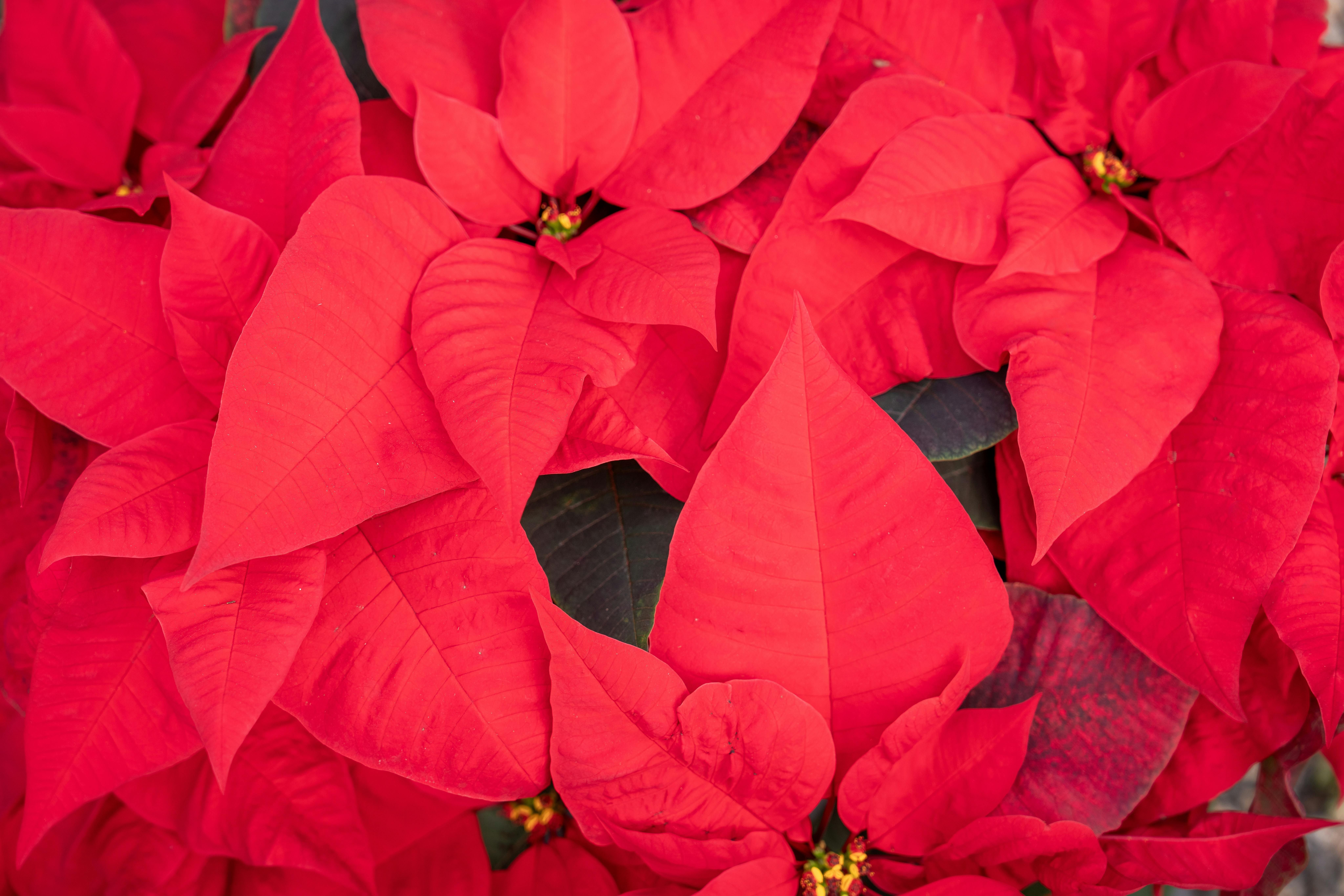 Da planta sagrada dos povos astecas à flor símbolo do Natal no mundo todo, a poinsétia carrega uma história que une religiosidade, ciência e cultura.