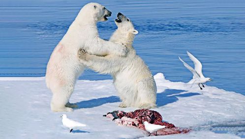 Filhotes-de-urso-polar-sobre-carcaça-de-foca-com-gaivotas-ao-fundo