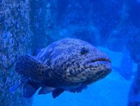 Peixe de 12 milhões de anos, maior tipo ósseo do Atlântico faz exame em SP