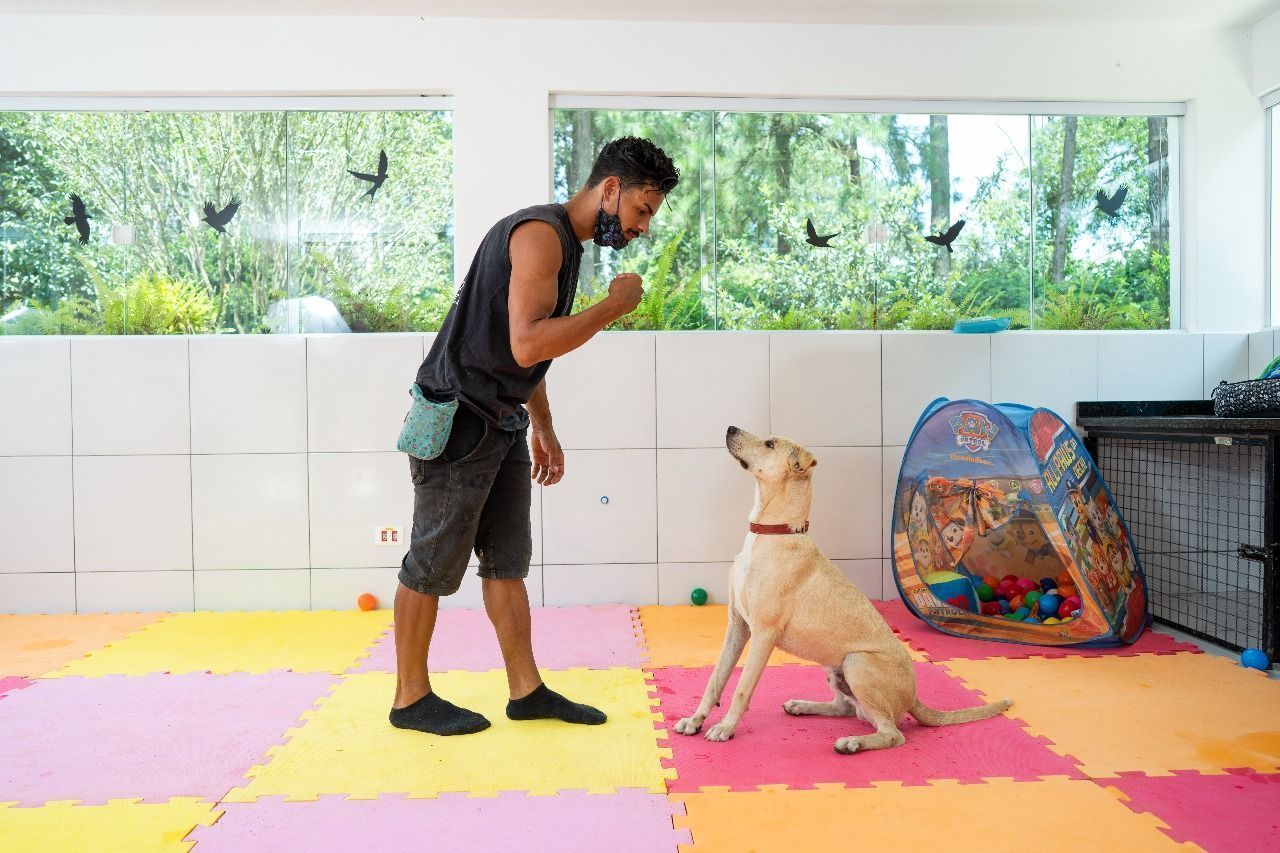 James é um dos cães em treinamento • Divulgação