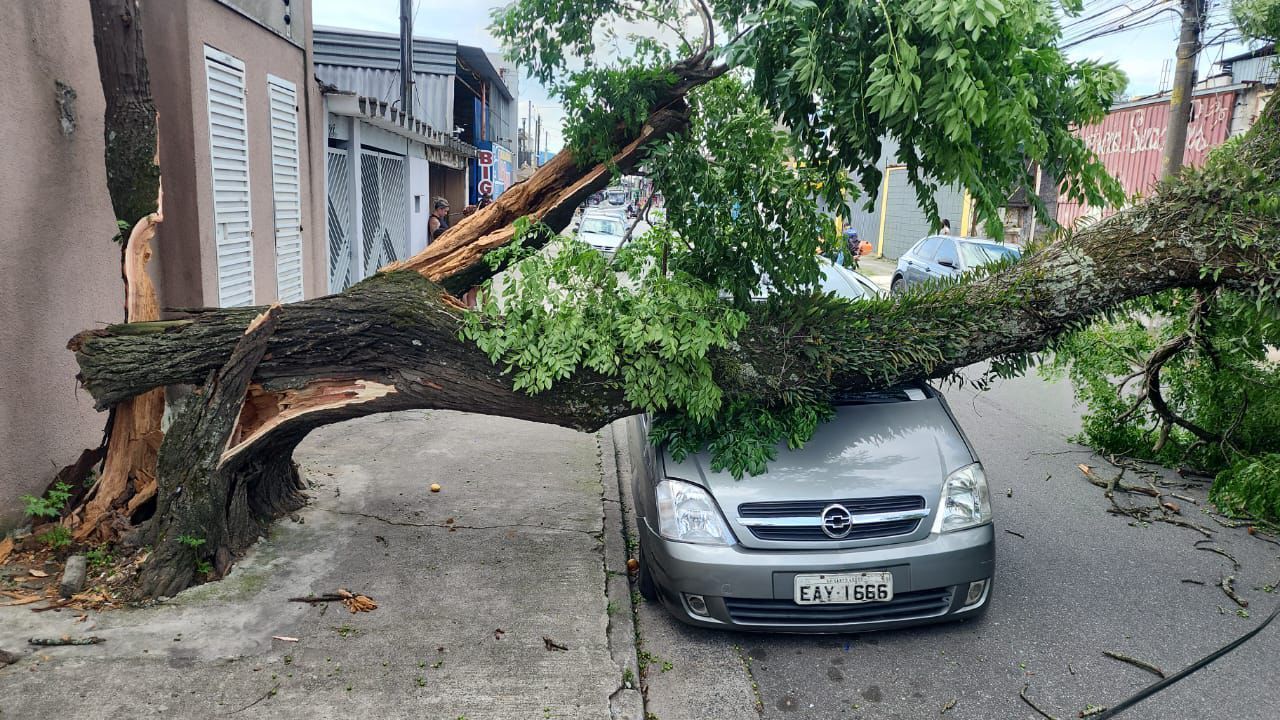 Imagem de destaque do post: Forte vendaval: mais de mil árvores caem em São Paulo nesta quarta (10)