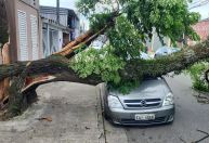 Forte vendaval: mais de mil árvores caem em São Paulo nesta quarta (10)