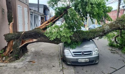 Forte vendaval: mais de mil árvores caem em São Paulo nesta quarta (10)