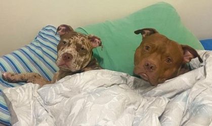 PF diz que Silvinei alugou carro e levou cão, ração e tapetes higiênicos