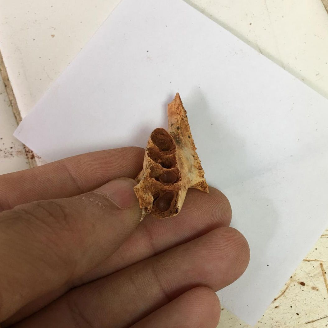 Um conjunto de ossos fossilizados abrigava minúsculos ninhos de abelhas ancestrais construídos dentro de alvéolos dentários vazios • Cortesia de Lazaro Viñola López