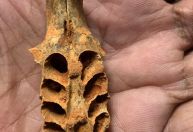 Abelhas pré-históricas usavam fósseis de animais para criar ninhos