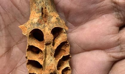 Abelhas pré-históricas usavam fósseis de animais para criar ninhos