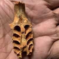 Abelhas pré-históricas usavam fósseis de animais para criar ninhos