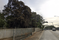 Funcionário da Prefeitura morre após ser atingido por árvore em São Paulo