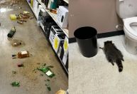 Guaxinim rouba loja de bebidas, fica bêbado e desmaia em banheiro nos EUA