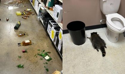 Guaxinim rouba loja de bebidas, fica bêbado e desmaia em banheiro nos EUA