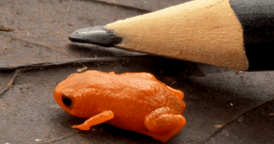 Sapo Brachycephalus lulai, nome que faz homenagem ao presidente do Brasil Lula • Luiz Fernando Ribeiro/Mater Natura