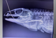 Maior lagarto do Brasil morre após ser resgatado com anzol preso na boca