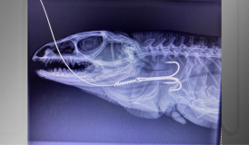 Maior lagarto do Brasil morre após ser resgatado com anzol preso na boca