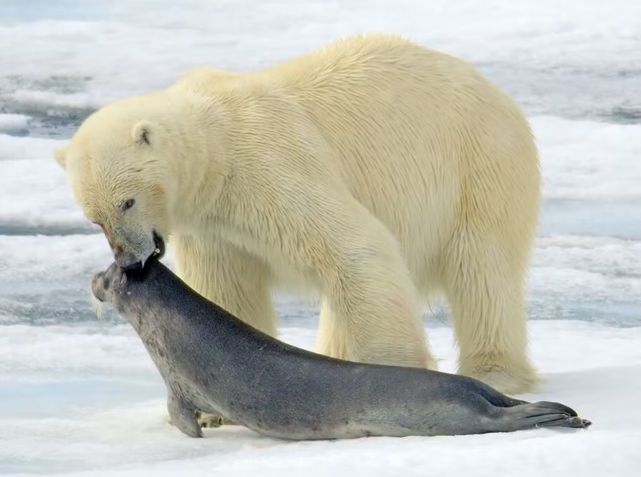As carcaças de focas abandonadas permanecem conservadas por longos períodos pelo frio do Ártico • Holly E. L. Gamblin et al., Oikos, 2025/Reprodução