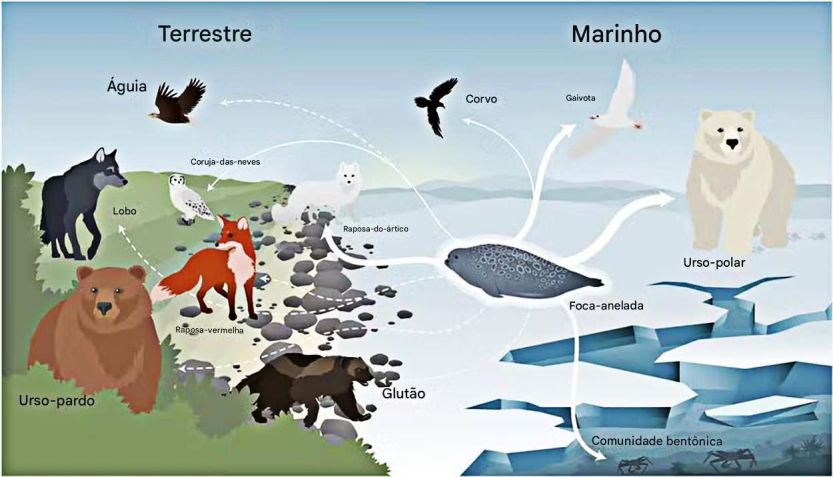 Os ursos polares disponibilizam anualmente cerca de 7,6 milhões de kg de biomassa de carniça para outros animais • Holly E. L. Gamblin/Oikos,2025/Reprodução