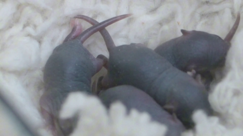 Seis dos recém-nascidos sobreviveram, uma taxa considerada normal