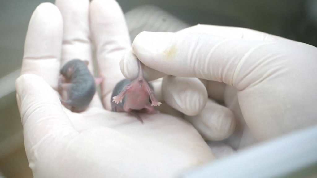 Este marco estabelece uma base sólida para futuros experimentos de ciência espacial com mamíferos em maior escala