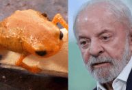 Sapo minúsculo encontrado em montanha homenageia presidente Lula; veja