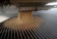 Argentina Grassi assumirá controle da processadora de grãos Vicentin