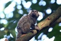 Pedidos de resgate de animais silvestres crescem 26% em São Paulo