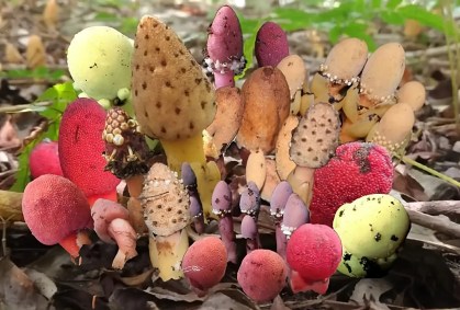 É planta mesmo? Balanophora é parecida com cogumelo e não faz fotossíntese