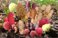 É planta mesmo? Balanophora é parecida com cogumelo e não faz fotossíntese