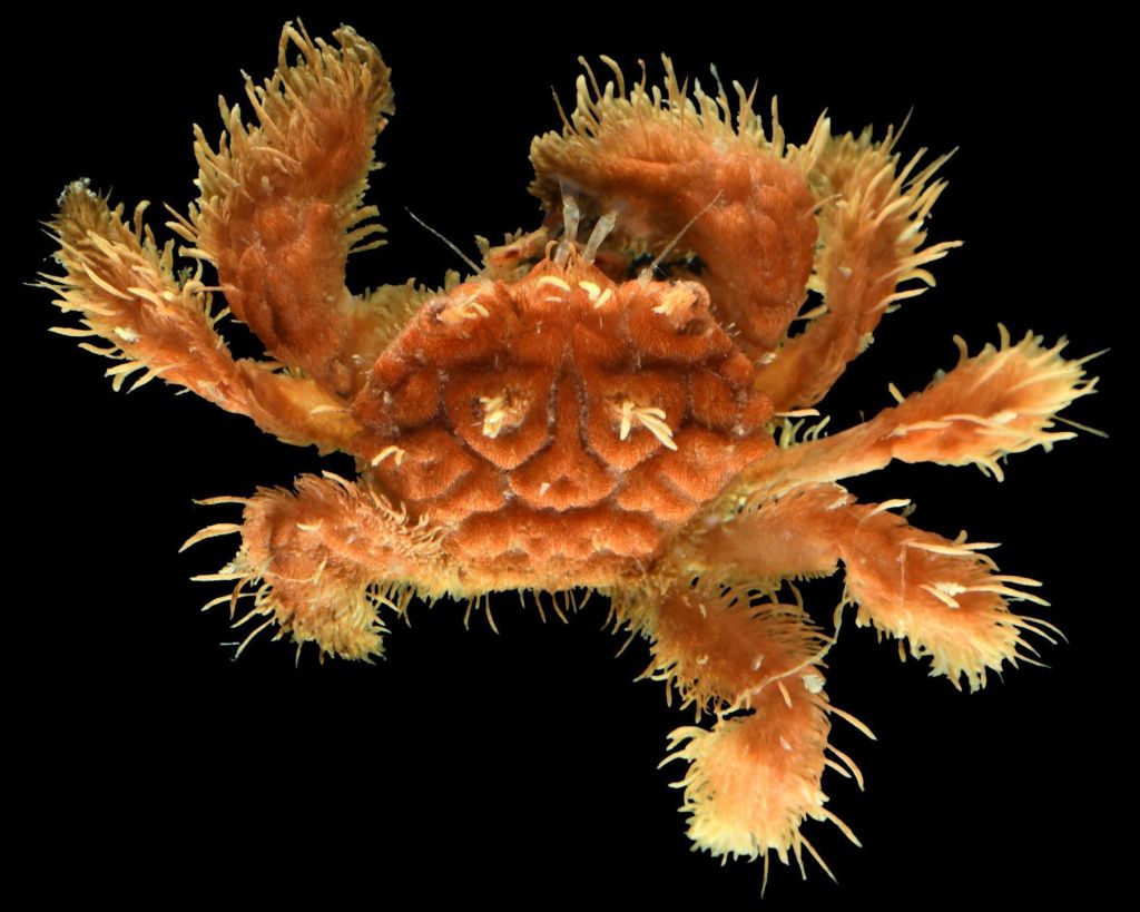 Um caranguejo da família Pilumnidae