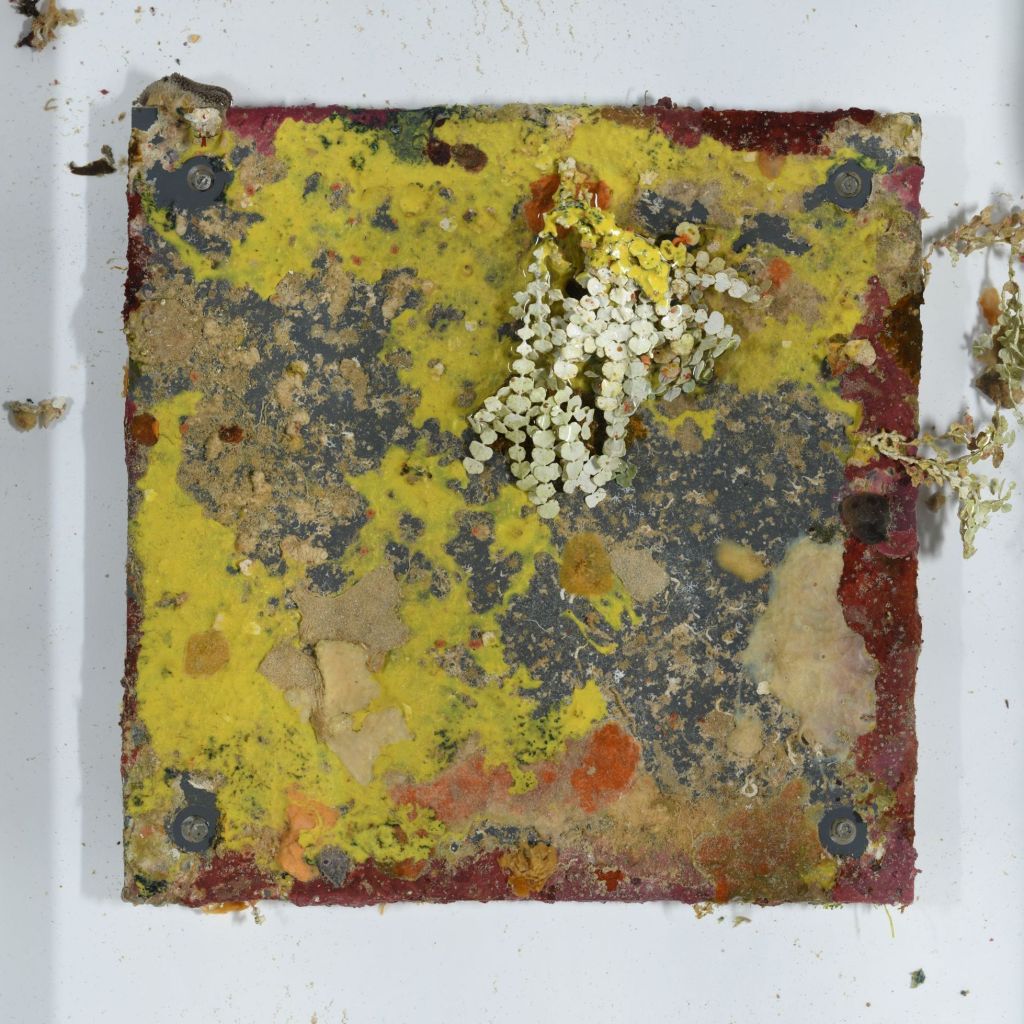 A superfície de um dos monitores de recife coletados por mergulhadores nos recifes profundos de Guam