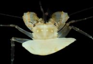 Criaturas nunca antes vistas são descobertas na zona crepuscular do oceano