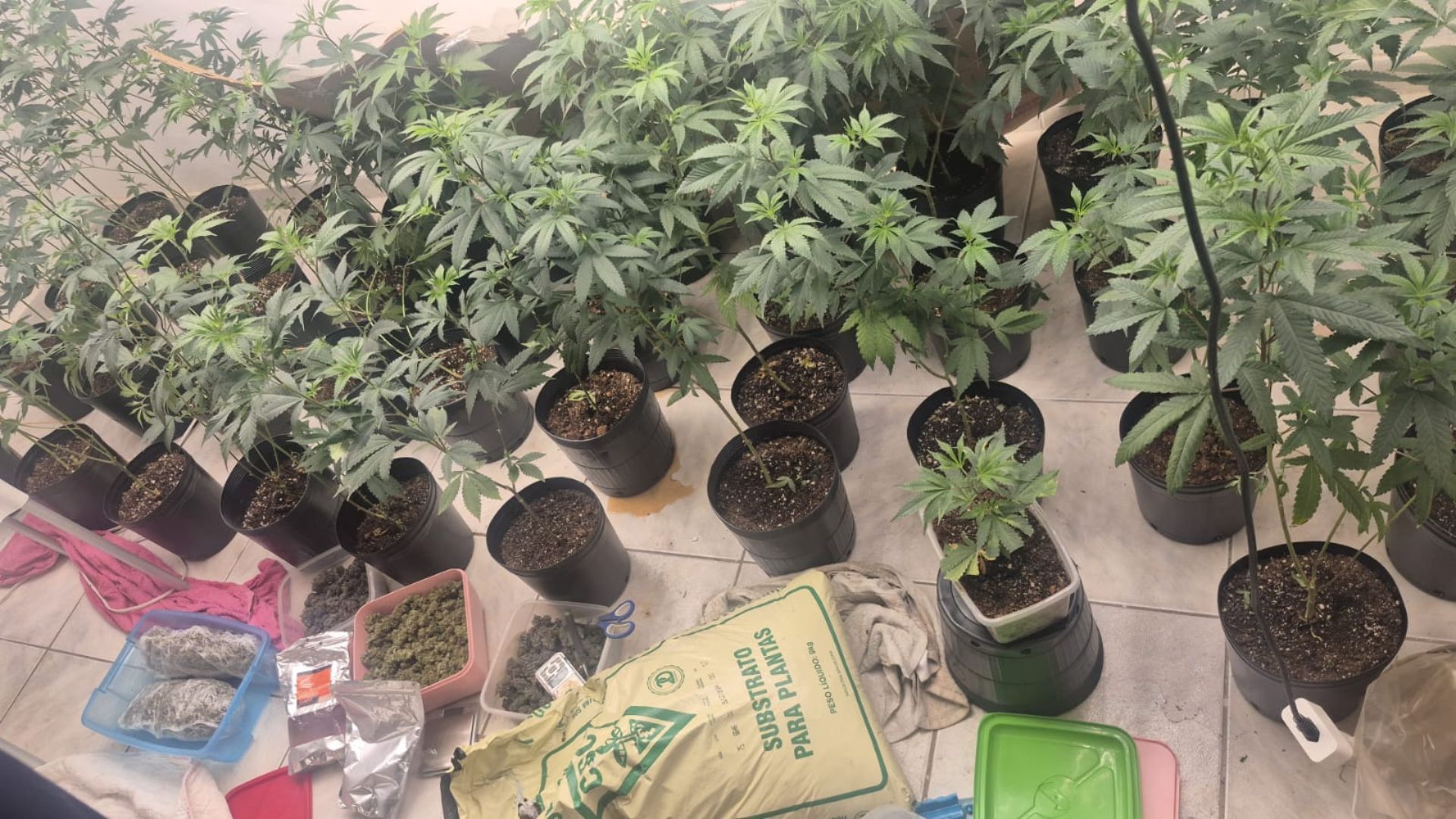 Estufa para cultivo de maconha